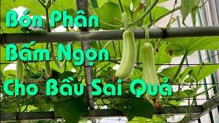 Cách Bón Phân Và Bấm Ngọn Cho Bầu Ra Nhiều Nhánh, Sai Quả, Bền Cây