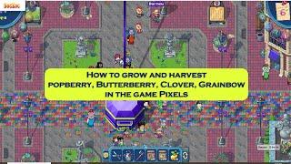How to grow and harvest popberry, Butterberry, Clover, Grainbow in the game Pixels