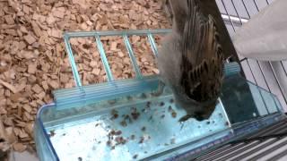 "Fratz" Sperling / Spatz aus Handaufzucht / Hand reared Sparrow 1080p