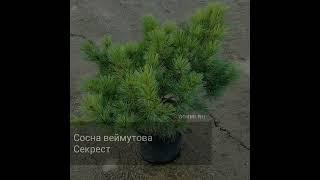 Сосна веймутова Секрест