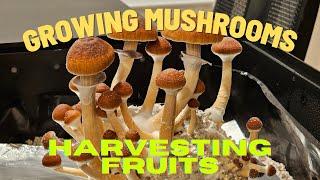 Mushroom Supplies Grow Kit In-A-Bag | Part 3: Fruits