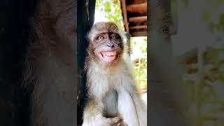 monkey funny smile new video Bandar ka funny video