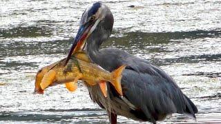 Great blue heron catching / eating fish | Call sound
