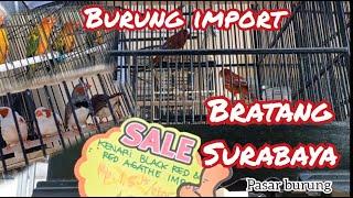 burung import pasar burung bratang surabaya. 2021