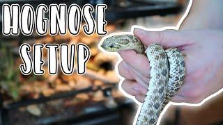 Western Hognose Snake Setup // Reptizoo Stacking Terrariums