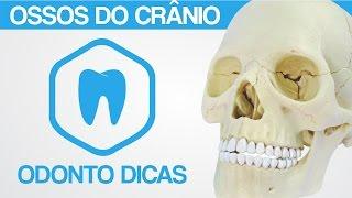 OSSOS DO CRÂNIO | ODONTO DICAS