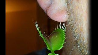 VENUS FLYTRAP EATS MY EAR!