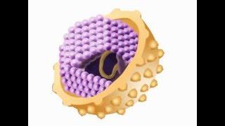 Mini-video: What is a hepatitis C genotype?
