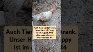 Hausgarten und Hühner - wenn Tiere krank werden   #hahn #hühnerhaltung #tot #krank #traurig