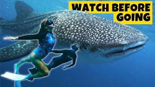Alone With WHALE SHARKS in Bohol, Philippines