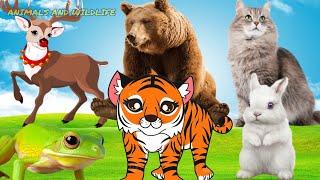 LITTLE CUTE ANIMALS - DEER, RABBIT, FROG, DUCK, HARE, BEAR - ANIMAL SOUNDS |  FUNNY ANIMAL MOMENTS