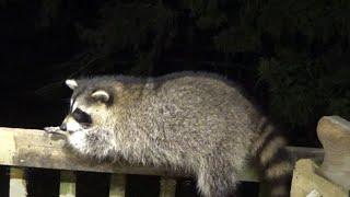 Real good crowd of hungry raccoons