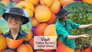 Visit Daleys Fruit Tree Nursery Outlet Store - ALL stock Discounted