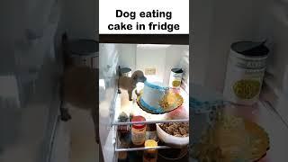 dog eating cake in fridge