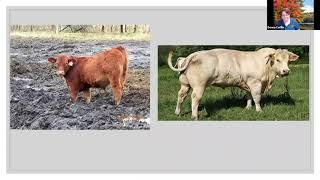 Basics of Livestock Photography