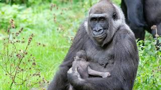 Oh, Baby! Adorable Gorilla Born at Apenheul