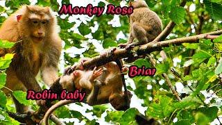 Mommy, help???_____ Monkey Rose saves baby Robin back from Briar cuz lose balance ON TREE
