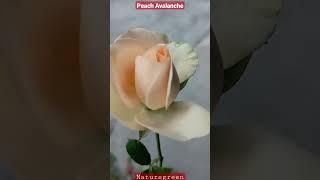Peach Avalanche rose.