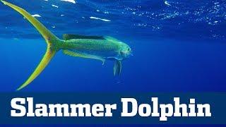 Slammer Dolphin Seminar  - Florida Sport Fishing TV - Finding & Catching Big Dolphin