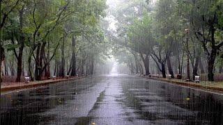 Early Morning Rain Sound on a Quiet Road - White Noise for Sleep, Relaxation, Deep Sleep, Meditation