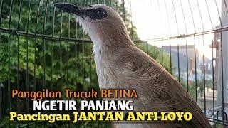 Trucuk Betina Memanggil Jantan NGETIR Panjang ini Paling DICARI untuk Pancingan Trucukan gacor LOYO