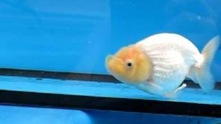 PINYO949 - Sideview (Spark White) - GOLDFISH - 12-08-2011