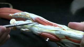 Muscles and Tendons of the Forearm pt 2