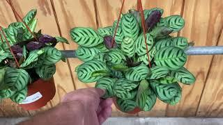 Houseplant - big box store Shopping and haul #houseplantcare #houseplantshopping #houseplants