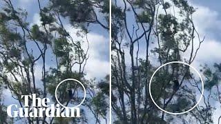 Footage shows koala in tree during heavy winds from Tropical Cyclone Alfred