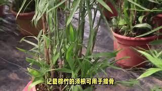 这一种植物，酷似“竹子”，人称“棕竹”做盆栽漂亮，是观叶植物