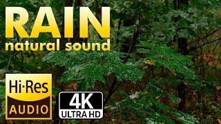 4 Hours Forest Rain for sleep, Relaxing, Insomnia, Meditation, Yoga, Study.