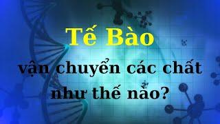 Màng Tế Bào vận chuyển các Chất như thế nào? - Sinh học - tập 05 | Tri thức nhân loại