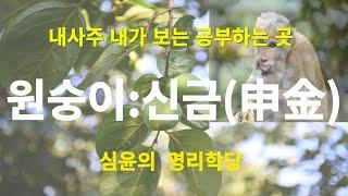 시작하는 사주명리 지지편 "신금(申金)" 내사주 내가 보는 공부하는 곳 #사주팔자 #사주 #사주명리 #교육 #명리학 #운세 #자기계발 #지혜