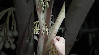 Tỉa bông sầu riêng phần 2 #bmfe #kythuatsaurieng #kythuatcaytrong