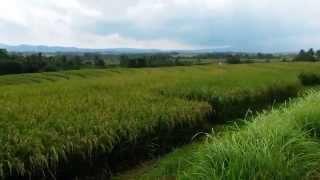 Bali freehold land for sale tanah di jual hak milik