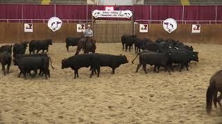 NCHA Educational Series Herd Work