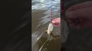 отпустили щуку на свободу. #fishing #щука #спиннинг