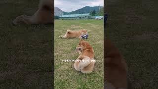 오늘은 쿠키와 호두 둘이 공놀이 하러 왔어요 #강아지 #시바이누 #반려견 #시바견