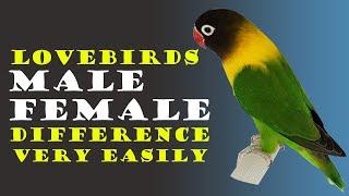 How to Tell the Gender of a Lovebird