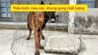 Malinois Đực Khủng | Chất lượng Cao Trại Chó Phú Quý