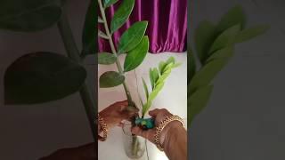  Zz Plant Growing in Water | Easy & Stylish Home Décor " #garden #happygarden #nature #youtube