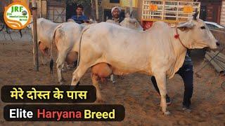 5 Star Haryana Breedकभी रखते थे HF गायें व भैंसे, आज रखते हैं केवल #देशी #गौमाताVijay 9992040503