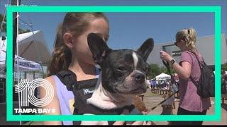 Study shows petting dogs improves your wellbeing