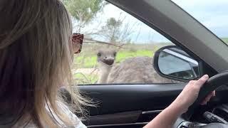 Ostrich Pecking on Window at Lake Geneva Safari ~ August 13, 2022