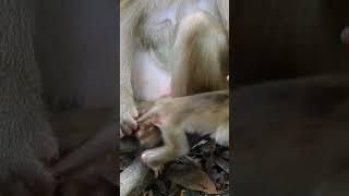 Tiny baby monkey very active, Wildlife video  #monkey #animal #fyp #love #foryou #foryoupage #video