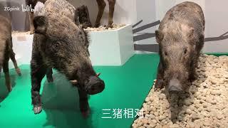 武汉大学｜万林博物馆｜ 敦煌石窟考古特展