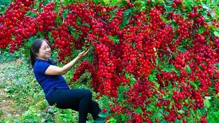 Harvesting Oleaster & Goes To Market Sell | Gardening And Cooking | Lý Tiểu Vân