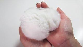 Fluffy Bunny Furball, Sleeping in my Hand!