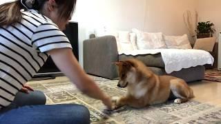 ほっぺにちゅの練習 お姉ちゃんの指示にボケ倒す柴犬    柴犬ゆき Shiba inu, Yuki