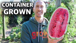 How to Grow WATERMELONS in CONTAINERS, Cheap and Easy Patio Gardening